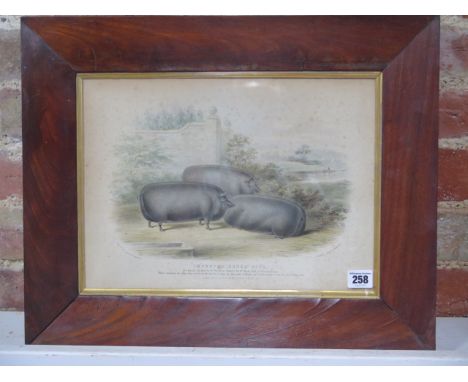 A 19th century print of Improved Essex Pigs by H Strafford in a mahogany frame, 43cm x 52cm, some spotting to print but a goo