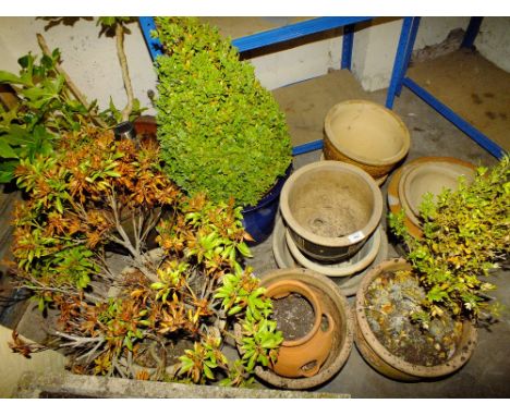 A QUANTITY OF CERAMIC PLANT POTS
