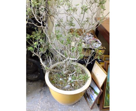 A LARGE CERAMIC PLANT POT PLUS CONTENTS