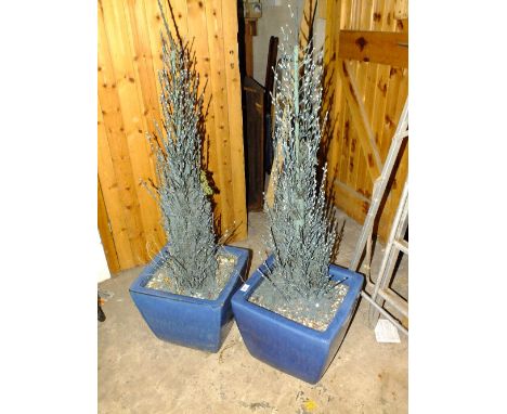 A PAIR OF LARGE CERAMIC GLAZED BLUE PLANT POTS PLUS CONTENTS