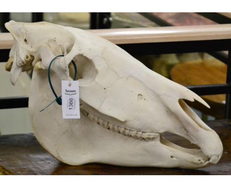 Burchell's Zebra (Equus quagga), modern, skull, 55cm long by 29cm high approx, with green game tag TBE No-0754314