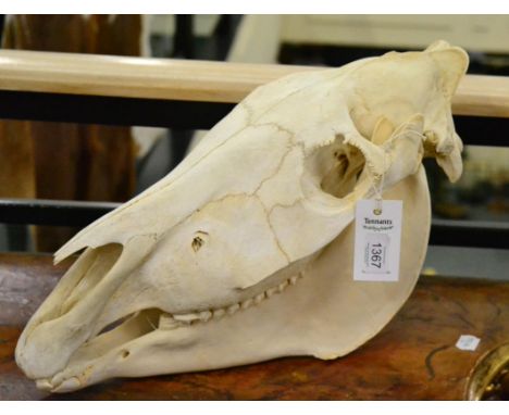 Burchell's Zebra (Equus quagga), modern, skull, 51cm long by 28cm high approx, with green game tag TBE No-0754312