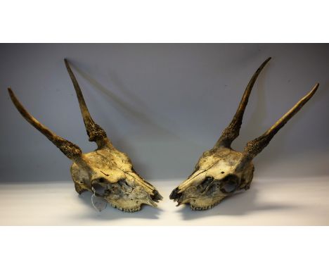 Taxidermy - antler and skull, a pair