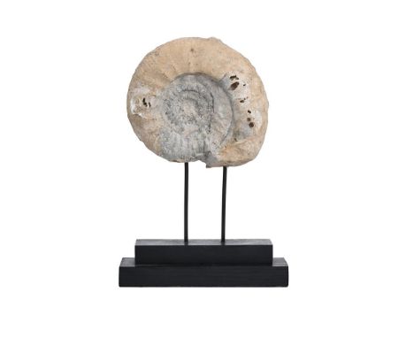 AN AMMONITE FOSSIL  Now mounted on modern 'museum' base,  37cm high overall  