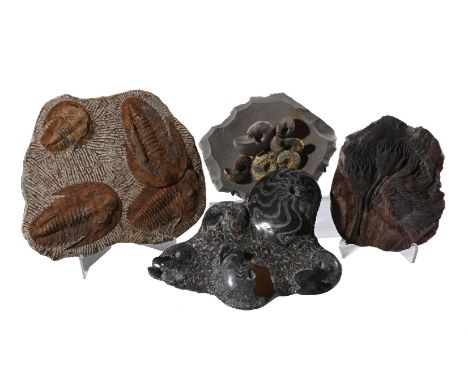 A GROUP OF FOUR FOSSILS, INCLUDING AMMONITES AND TRILOBITES THE TRILOBITES 538-485 MILLION YEARS OLD The ammonite cluster, la