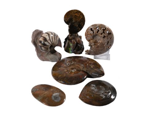 A GROUP OF SIX AMMONITES RANGING FROM 100 MILLION TO 405 MILLION YEARS BC Two on rock bases the smallest of the group approxi