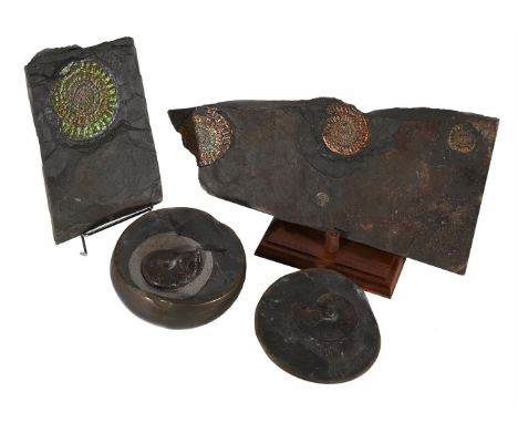 A GROUP OF AMMONITES LOWER JURASSIC PERIOD, 190 MILLION YEARS OLD Including; two calloceras johstoni (fossil ammonite) and a 
