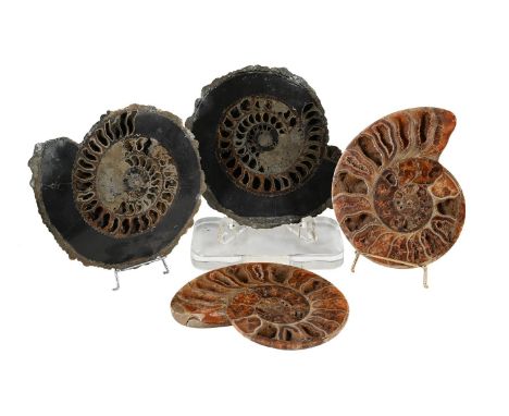 TWO PAIRS OF AMMONITE HALVES  One pair with pyritization, 31cm wide The second pair, with crystalised formations to the chamb