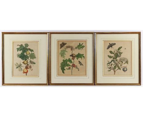 MERIAN, Sybilla, 3 Schmetterlingsstiche, koloriert, 36 x 30, gebräunt, herausgegeben bei Valk, Amsterdam, um 1705, R.