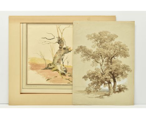TWO UNSIGNED 19TH CENTURY STUDIES OF TREES, the first with an attribution to James Stark 1794-1859 depicts a tree stump, wate