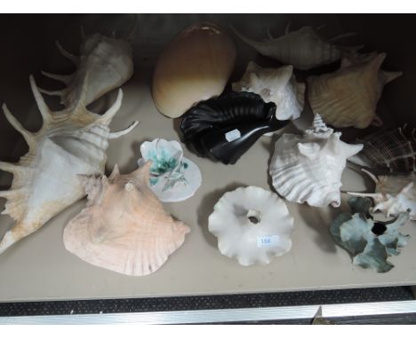 A shelf of shells etc