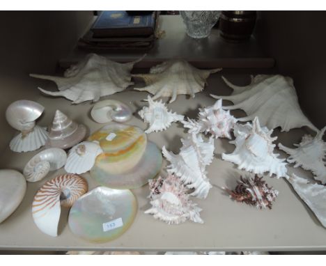 A shelf of shells etc