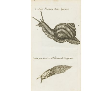 Molluscs.- Lister (Martin) Exercitatio anatomica in qua de Cochleis, maxime terrestribus, et limacibus agitur, first edition,