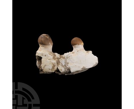 Late Cretaceous Period, 70 million years B.P. A section of a jaw with two Igdamanosaurus aegyptiacus teeth. 63 grams, 76 mm (