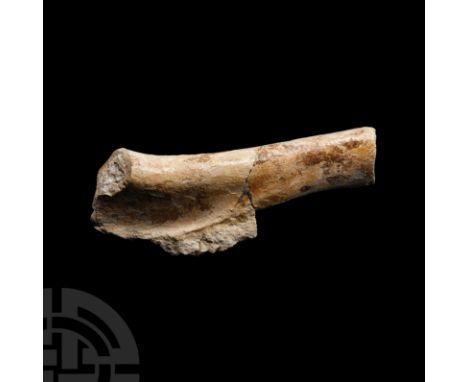 Cretaceous Period, 90 million years B.P. From the front leg of Deltadromeus agilis. 405 grams, 18 cm (7 1/8 in.). From the Ke