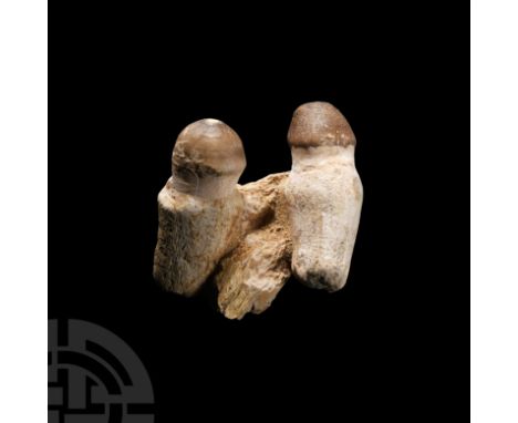 Late Cretaceous Period, 70 million years B.P. Comprising a partial jaw and two teeth from Igdamanosaurus aegyptiacus. 110 gra