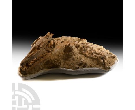 Cretaceous Period, 145-65 million years B.P. Displaying the skull with at least 33 teeth surviving in the upper and lower jaw