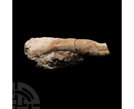 Cretaceous Period, 90 million years B.P. From the front leg of Deltadromeus agilis on a matrix; repaired. 1.1 kg, 22.5 cm lon
