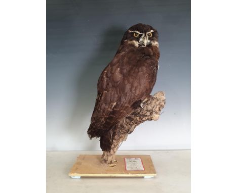 An uncased taxidermy female Spectacled Owl showing brood patch 1ft 7in H 