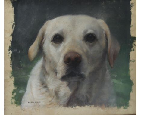 Philip Reed, portrait of a Labrador, watercolour/pastel, signed, 30cm x 33cm, framedGood condition 