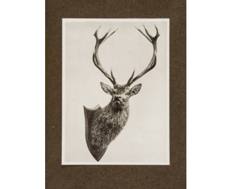 Spicers Stalking Records Season,  1913 Embracing The Modelling Of Red Deer Head ,  T.L.s. from Frank Wallace tipped-in, plate