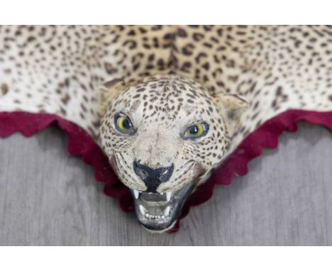 IN THE MANNER OF ROWLAND WARD, TAXIDERMY LEOPARD SKIN RUG, LATE 19TH / EARLY 20TH CENTURY with head modelled snarling, felt a