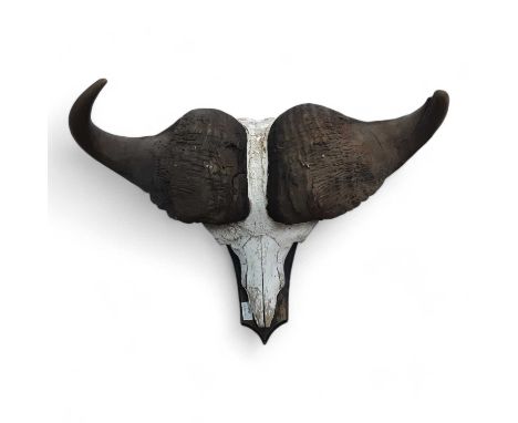 TAXIDERMY, WATER BUFFALO SKULL AND HORN DISPLAY, mounted on a wooden plinth82cm wide