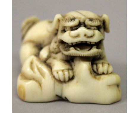 A GOOD QUALITY JAPANESE EDO PERIOD IVORY NETSUKE OF A KARASHISHI, leaning forward over rockwork, the details engraved, 1.3in 