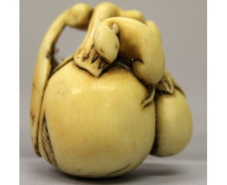 A GOOD JAPANESE EDO PERIOD IVORY NETSUKE, carved in the form of a rat on gourds, the himotoshi formed from the stem, 1.4in wi