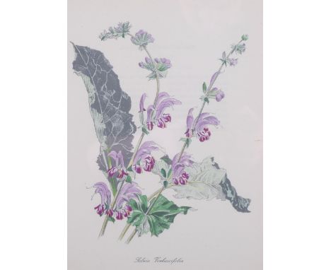 John Nash (1893-1977) lithograph in colours on paper, Salvia Verbascifolia, 24cm x 19cm, from his English Garden Flowers suit