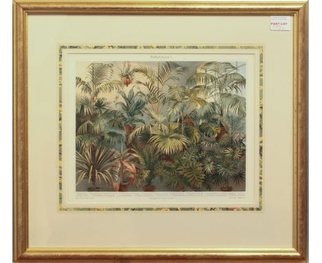 A pair of chromolithograph colour botanical prints, Joseph Meyers (1796-1856) after H. Eichhorn - titled 'Blattpflanzen I' an