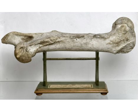 A fossilised bison bone, probably late Pleistocine period - the bone 49 cm long, loosely mounted on a green painted wooden an