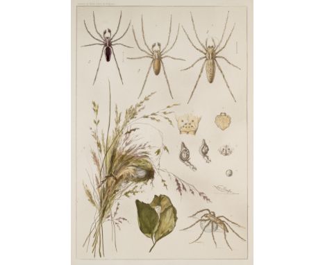 Zoologie - Arachnologie - - Léon Becker. Annales du Musée royal d'histoire naturelle de Belgique. Les Arachnides de Belgique.