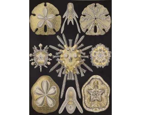 Jugendstil - - Ernst Haeckel. Krasota form v prirode (= Kunstformen der Natur). Mit 100 teils chromolithographischen Tafeln..