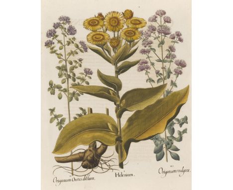 Botanik - - Basilius Besler. Sonnebraut, Türkischer Oregano, Gewöhnlicher Oregano. I. Helenium. II. Origanum Onites dictum. I