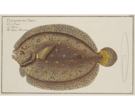 Zoologie - Ichthyologie - - Marcus Elieser Bloch. 4 handkolorierte Kupfertafeln aus: Allgemeine Naturgeschichte der Fische. 1