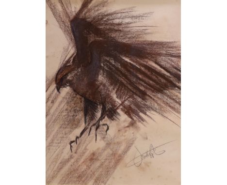 Late 20th century, pastel sketch of a falcon, indistinctly signed, 49.5 x 39 cm