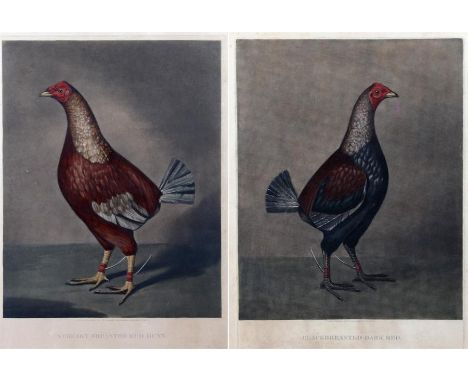 Pair 19th Century cockfighting prints, to include the Streaky Breasted Red Dunn and the Blackbreasted Dark Red, published Lon