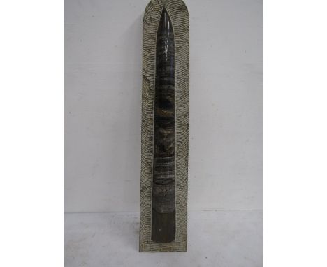 A large Middle Ordovician Orthoceras fossil on prepared limestone matrix 57cm H fossil shows feeding chambers within