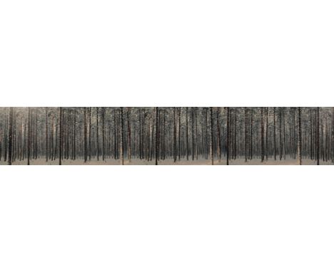 CONTEMPORARY SCHOOL A panoramic study of trees in the snow photographic print, 42cm x 242cm