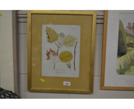 A botanical print and a pencil signed limited edition etching by Christina Lammis