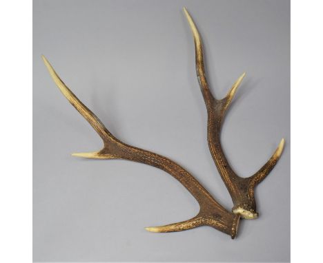 Two Vintage Three Point Trophy Antlers 