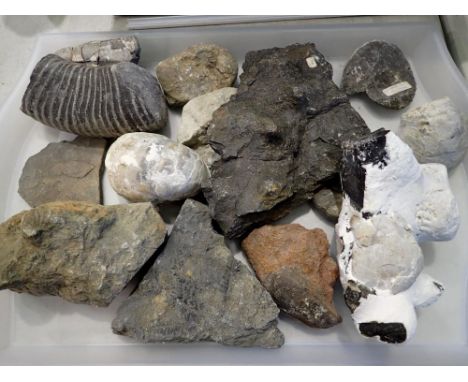 Collection of mixed fossil specimens including ammonites. Not available for in-house P&amp;P 