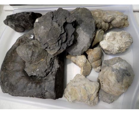Collection of mixed fossil specimens including ammonites. Not available for in-house P&amp;P 