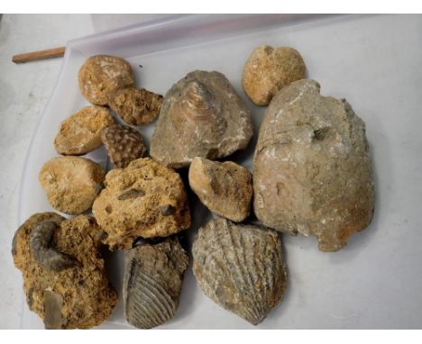 Collection of mixed fossil specimens including echinoids and coral. Not available for in-house P&amp;P 