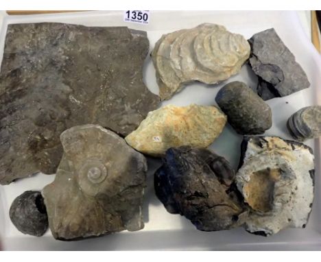 Collection of mixed fossil specimens including ferns and shellfish. Not available for in-house P&amp;P 