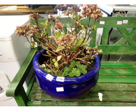 Large blue planter, with hydrangea macrophylla. Not available for in-house P&amp;P