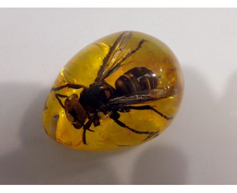 Hornet preserved in amber resin. UK P&amp;P Group 1 (£16+VAT for the first lot and £2+VAT for subsequent lots) 