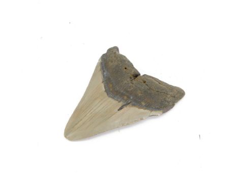 Megalodon (Otodus Megalodon) tooth fossil, with fine serrations, H11cm