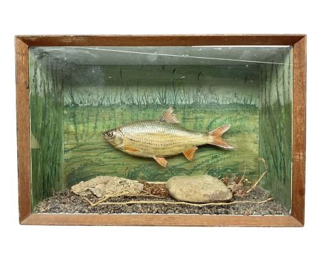 Taxidermy: Cased Rudd (Scardinius) adult mount set above a pebbled river bed, encased within a ebonised single pane display c